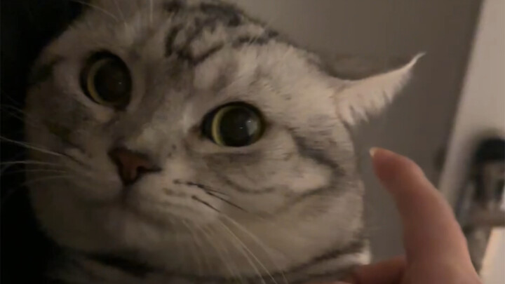 เมื่อฉันฝากแมวไว้ที่บ้านเพื่อน สิบวันต่อมาฉันกลับมารับเขา...