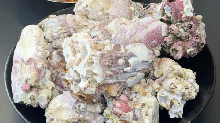 Orang Manchuria pertama kali mencicipi teritip, rasanya kok sebegitu pahit ya, seperti mencari makan
