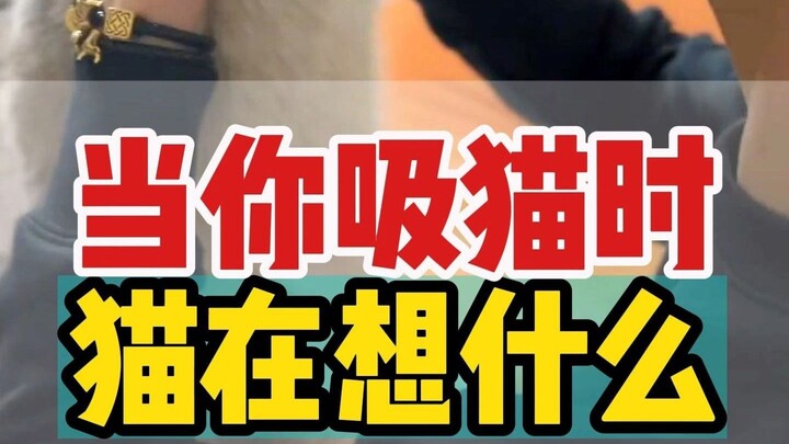 Apa yang dipikirkan kucing saat Anda mengelusnya?