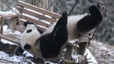 Panda: I Won’t Let You Waste Your Entrance Fees