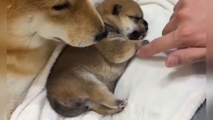 If only the puppy could stay this small forever