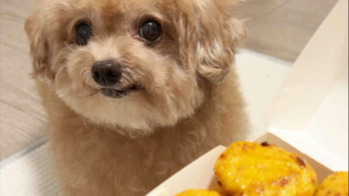 I don’t want to talk to any dog that hasn’t tried McDonald’s Chicken McNuggets anymore.