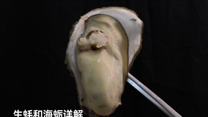 The difference between oysters and rock oysters