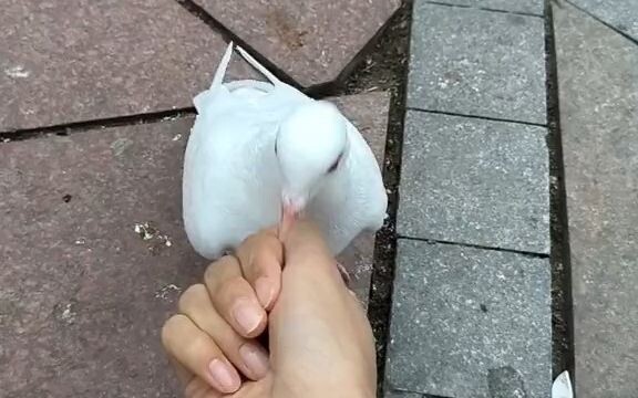 الحمامة ترتبط بك قلبًا بقلب، وأنت تشاركها التفكير والتدبر.