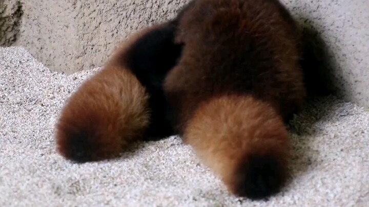 [Little Panda] Xiao Xiao can really hold her own in a fight—A Wei’s in trouble for sure! The scene s