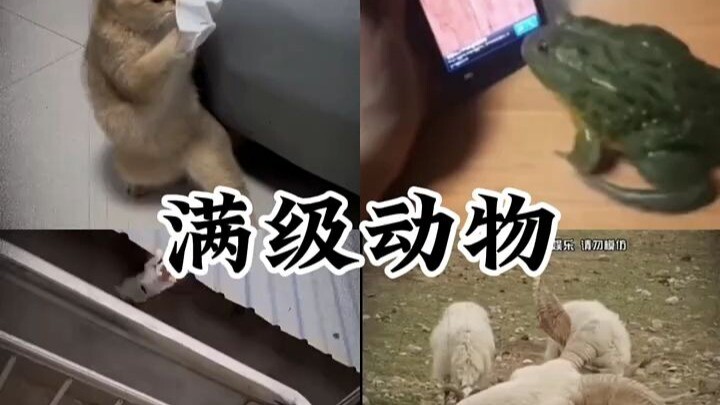 Mèo mắc hội chứng ngại xã hội cấp độ tối đa livestream ăn sô-cô-la để giảm căng thẳng, những tình hu