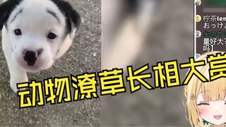 Gadis Jepang yang lembut tertawa terbahak-bahak saat menonton "Penghargaan Penampilan Hewan yang Cer