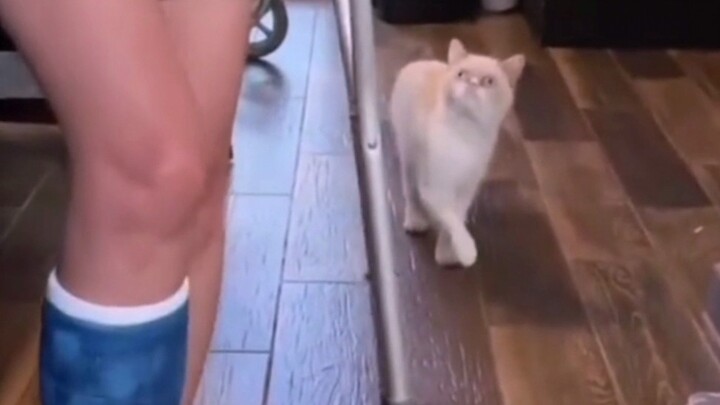 No one imitates better than cats.