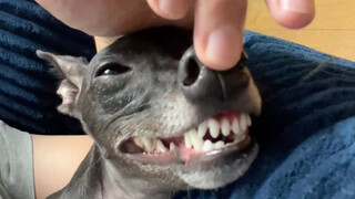 Regarding the discount on my dog's mouth...