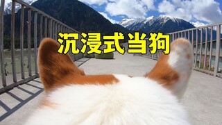 ضع كاميرا على الكلب، اتضح أن هذا هو العالم كما يراه كلب الكورجي