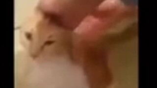 วา กู วา กู 🙀