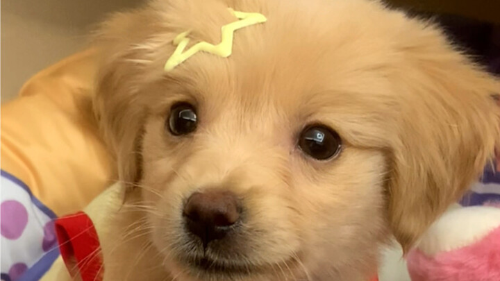 “โลกเต็มไปด้วยความเสียหาย แต่ลูกสุนัขก็คอยเย็บปะซ่อมแซม”