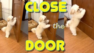 Teaching Cute Shih Tzu Puppy How to Close The Door