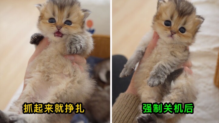 Temukan anak kucing kecil yang bisa memanfaatkan bug!