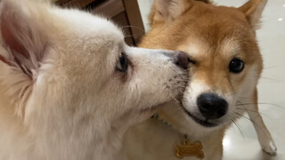 Saat anjing di rumah tahu ada shiba baru. Reaksi pertemuan pertama