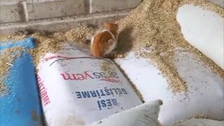 养猫千日，用猫一时