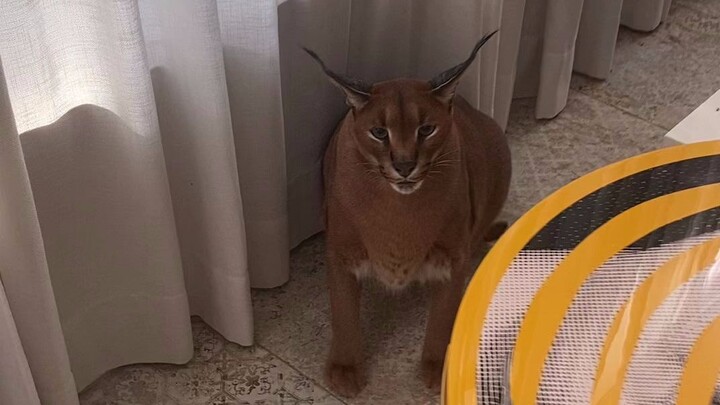 Cách chào hỏi độc đáo của Caracal