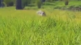 لماذا هذا التمساح غاضب جدا؟