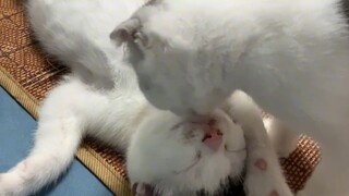 瞌睡喵和吃货喵