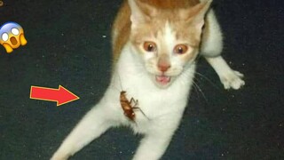 พยายามอย่าหัวเราะ 😂 วิดีโอแสดงปฏิกิริยาแปลกๆ ของสุนัขและแมว 2