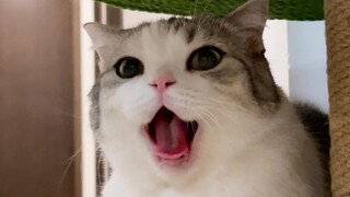 The cat had a fall but seems really happy about it?