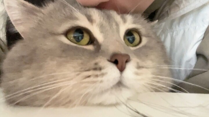 With that cute face right here, isn’t it just begging for a kiss from me?
