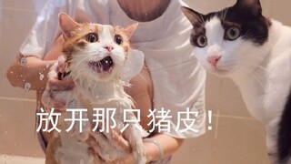 Pigskin Cat was dragged to take a bath, and Brother Fen was so anxious that he cried out and almost 
