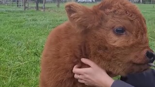 Sapi Skotlandia yang lucu