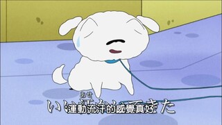 蜡笔小新，谁要带小白去散步嘞