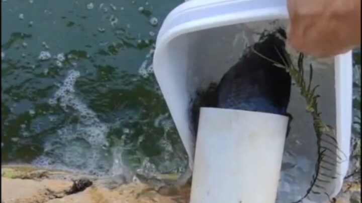 鱼：遇到鬼打墙了？！