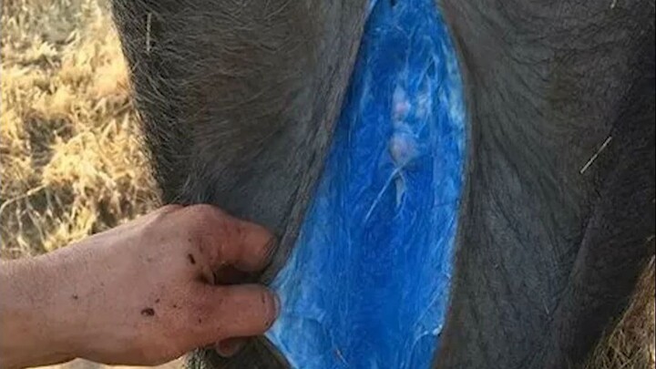 Why Do American Wild Boars Have Blue Meat?