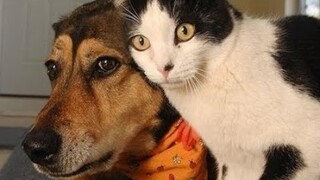 Try Not To Laugh Funny Dog And Cat Videos - Funny Dogs And Cats Compilation