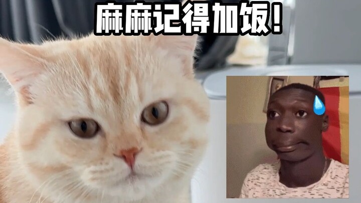 Such a ridiculous incident! Could it be that I’ve been treating my cat badly?
