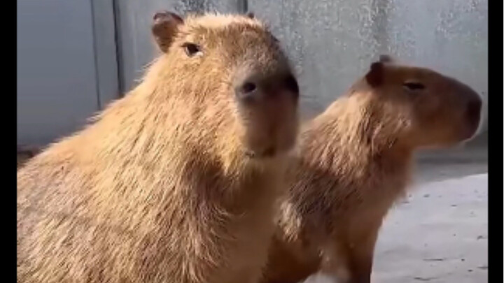 Are guys always this emotionally stable? They look just like two capybaras.