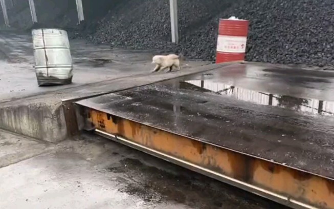 Dog: Just a trashy girl...