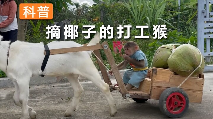 Khỉ làm thuê bẩm sinh