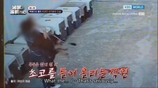 Animals Are Incredible Ep. 9