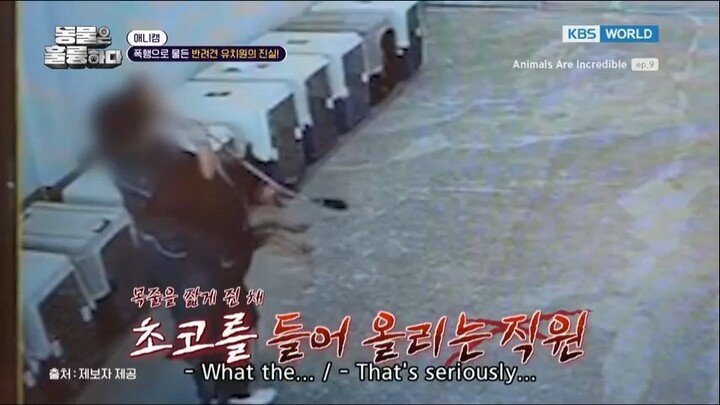 Animals Are Incredible Ep. 9