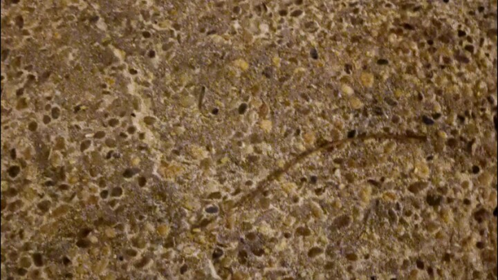 คริสมาสต์