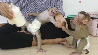 Oh god!! Baby Monkey Maku Cry seizures Feel Super Angry While Mom Prepare Milk