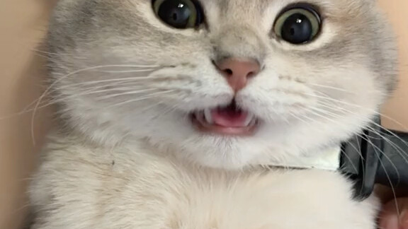 When the knife was placed on the cat's neck...