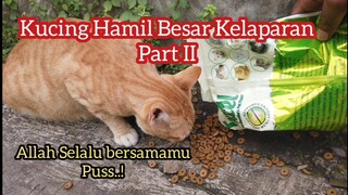 Kucing Liar Hamil Besar Kelaparan Minta Makan Di Warteg Part II