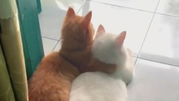 “I showed it to my cat, and it said: ‘Don’t believe rumors, don’t spread rumors!’”