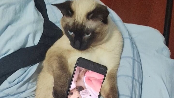 ความน่ารักบำบัดของเจ้าเหมียว