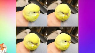 Sweet Parrots Doing Funny Things #6 | Cutest Parrots In The World