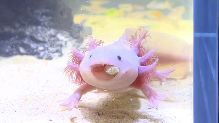 Another new monster has appeared on Dragon Island!