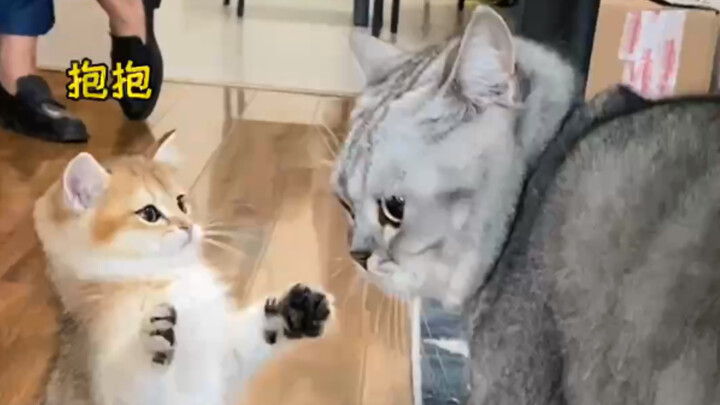 Challenge: The Most Straightforward Cat on the Internet! In the End, I Couldn’t Laugh Anymore…