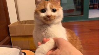 The cat likes washing its paws and refuses to shake hands with its keeper