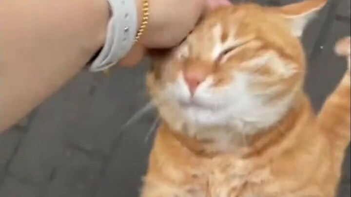 Bagaimana caranya bertemu kucing jantan yang imut dan manis begini?