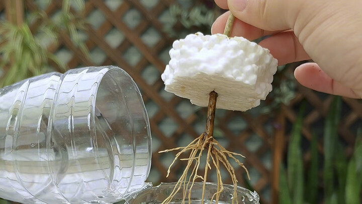 No need to buy a osmanthus tree—here’s how to propagate it by cuttings!